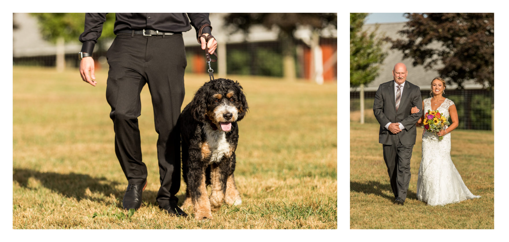 Linganore Winecellars wedding. Linganore winery wedding. winery wedding. fall wedding. frederick weddings. frederick wedding photographer. dog wedding. dog ring bearer. bernadoodle. barn wedding. 