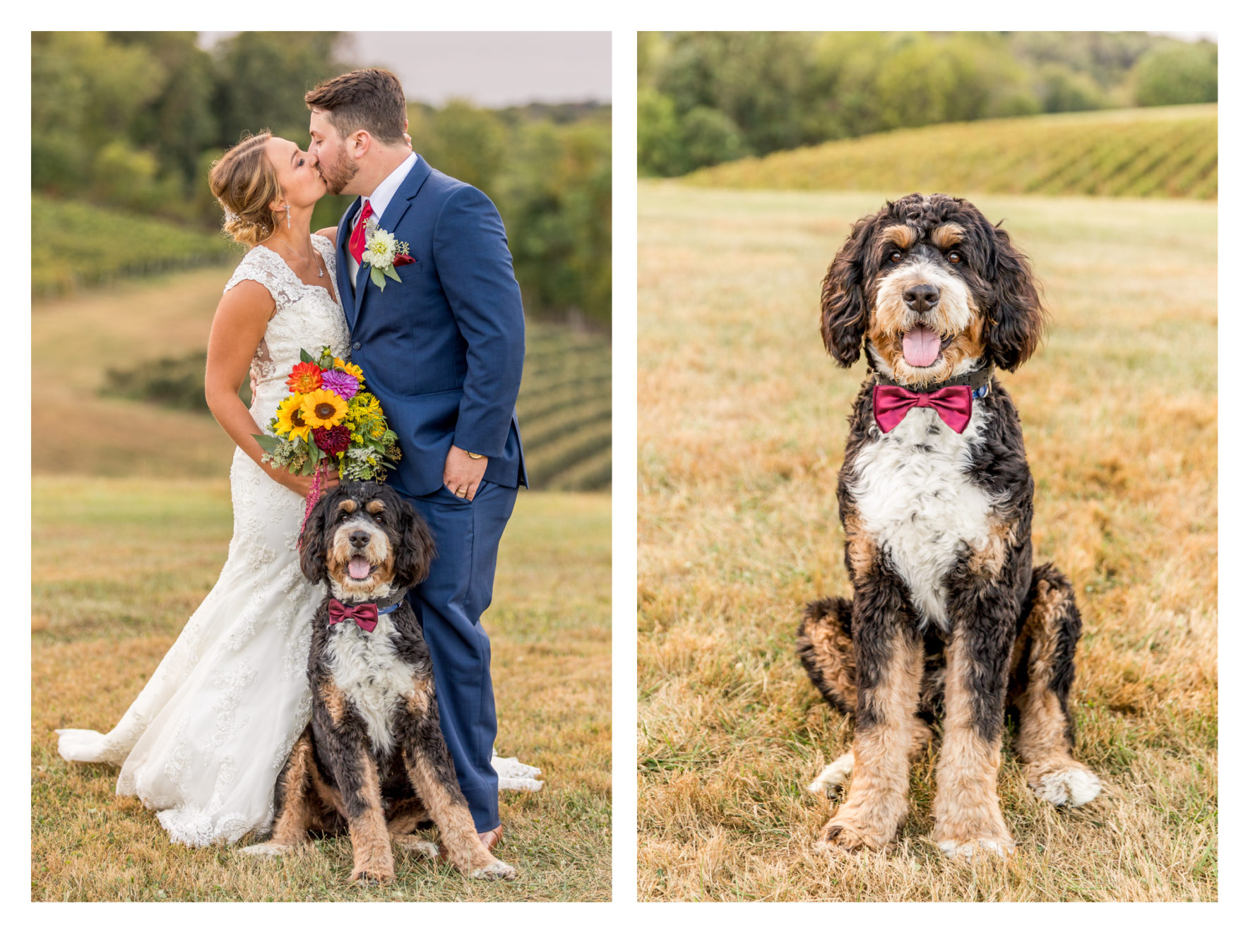 Linganore Winecellars wedding. Linganore winery wedding. winery wedding. fall wedding. frederick weddings. frederick wedding photographer. dog wedding. dog ring bearer. bernadoodle. barn wedding. 