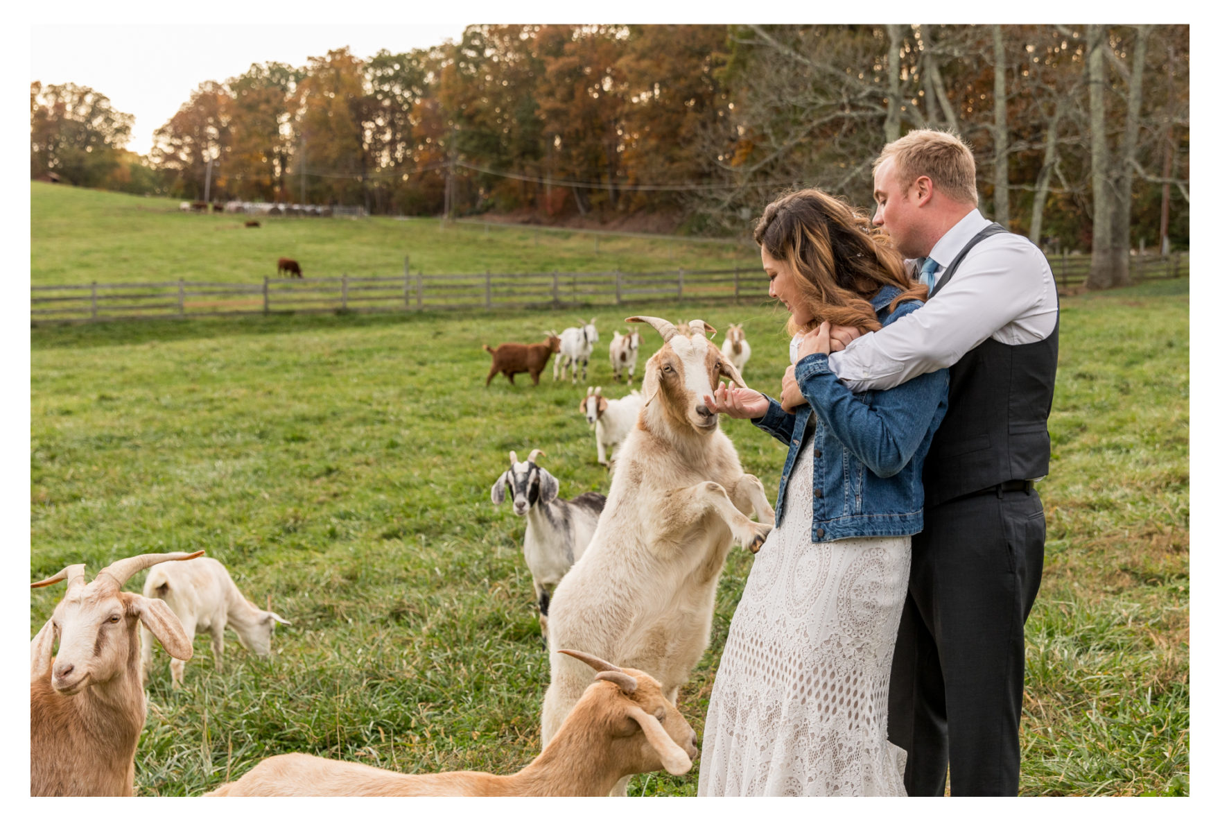 October Wedding. Farm Wedding. Fall Wedding. Frederick Wedding. Dog Wedding. Wedding Dogs. Goat Wedding. Goats. Pond. AirBnB. 